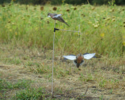 Avian X Spinning Wing Dove - Decoy Avian X