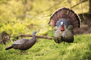 Flextone Thunder Creeper - Strutter Decoy W/ Folding Fan Flextone Decoys